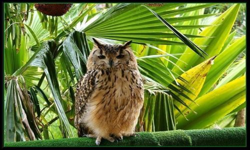 Zdjecie HISZPANIA / Wyspy Kanaryjskie / Gran Canaria - Cocodrilo  Park / Mdrala