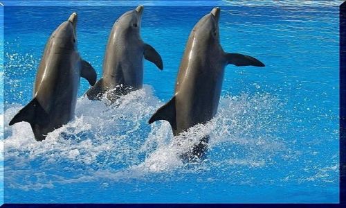 Zdjcie HISZPANIA / Gran Canaria / Palmitos Park / Przez szyb delfinarium - popisy