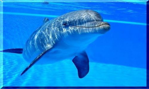 Zdjecie HISZPANIA / Gran Canaria / Palmitos Park / Przez szyb delfinarium -  usmiech delfina