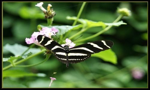 Zdjcie HISZPANIA / Wyspy Kanaryjskie - Gran Canaria / Palmitos Park / Motylek