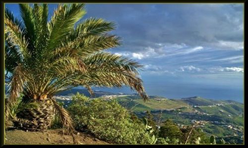 Zdjecie HISZPANIA / Wyspy Kanaryjskie / Gran Canaria / Krajobraz z palm