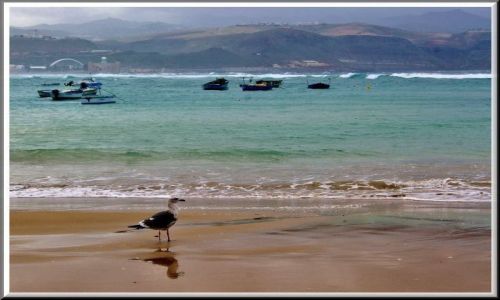 Zdjęcie HISZPANIA / Gran Canaria / Las Palmas / Las Canteras