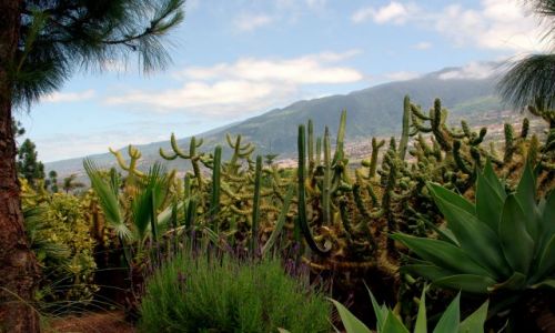 Zdjęcie HISZPANIA / Wyspy Kanaryjskie / Teneryfa, Los Realejos / Ogród