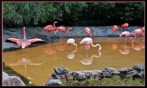 Zdjcie HISZPANIA / Gran Canaria / Palmitos Park / Flamingi 