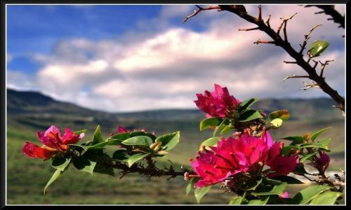 Zdjecie HISZPANIA / Gran Canaria / Gran Canaria / Roliny Gran Canarii