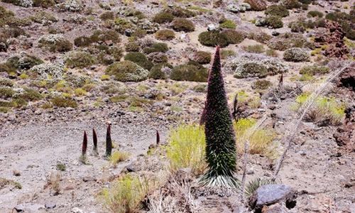 Zdjcie HISZPANIA / Wyspy Kanaryjskie, Teneryfa / Parque Nacional del Teide, Las Canadas / Las Canadas