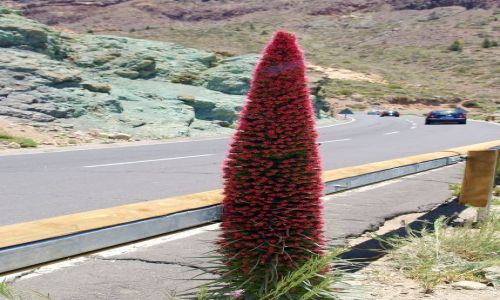 Zdjecie HISZPANIA / Wyspy Kanaryjskie, Teneryfa / Parque Nacional del Teide, Las Canadas / Tajinaste rojo