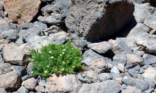 Zdjcie HISZPANIA / Wyspy Kanaryjskie, Teneryfa / Parque Nacional del Teide / A jednak ronie