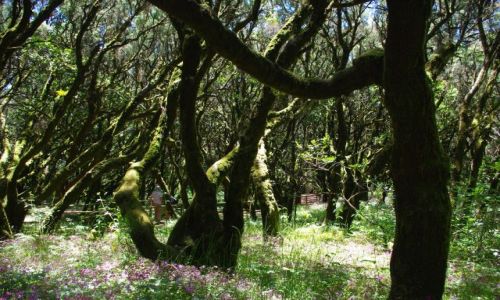 Zdjcie HISZPANIA / Wyspy Kanaryjskie, La Gomera / Parque Nacional de Garajonay / Konkurs - Laura silva