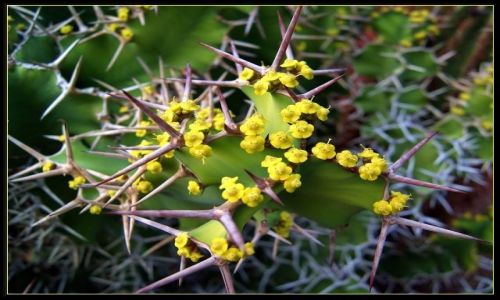 Zdjcie HISZPANIA / Gran Canaria / Palmitos Park / Roliny Gran Canarii