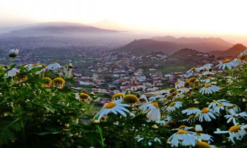 Zdjecie HISZPANIA / Teneryfa / La Laguna / Kwiatki o zachodzie soca