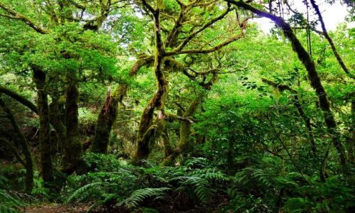 Zdjecie HISZPANIA / Teneryfa / Anaga laurierbos / Jungle