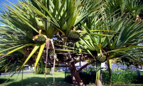 Zdjcie HISZPANIA / Wyspy Kanaryjskie, La Palma / Santa Cruz de La Palma / Juki