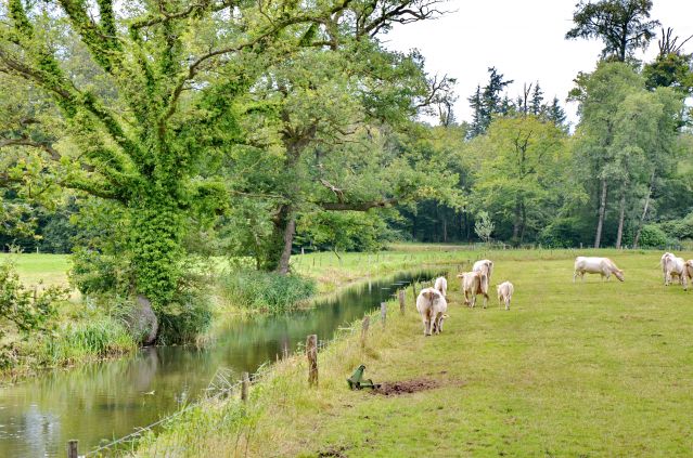 Zdjęcia: Delden, Overijssel, Kanał i krowy, HOLANDIA Zdjęcia: Delden, Overijssel, Kanał i krowy, HOLANDIA