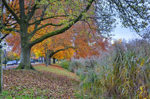 Zdjęcia: Hengelo, Overijssel, Jesień jesień jesień ...., HOLANDIA Zdjęcia: Hengelo, Overijssel, Jesień jesień jesień ...., HOLANDIA