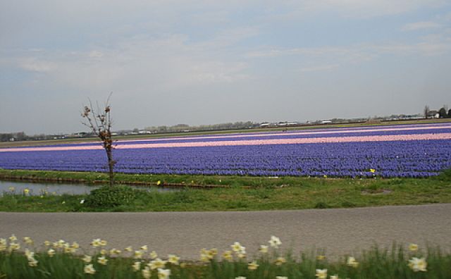 Zdjęcia: Keukenhof Park, okolice Lisse, pola kwiatow, HOLANDIA Zdjęcia: Keukenhof Park, okolice Lisse, pola kwiatow, HOLANDIA
