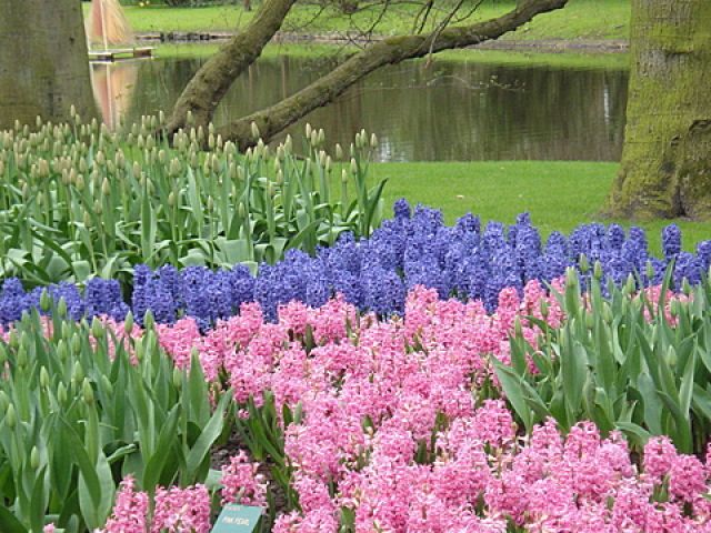 Zdjęcia: Keukenhof Park, okolice Lisse, rabaty w parku, HOLANDIA Zdjęcia: Keukenhof Park, okolice Lisse, rabaty w parku, HOLANDIA