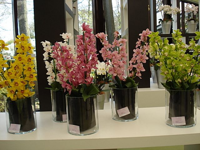 Zdjęcia: Keukenhof Park, okolice Lisse, wystawa orchidei, HOLANDIA Zdjęcia: Keukenhof Park, okolice Lisse, wystawa orchidei, HOLANDIA