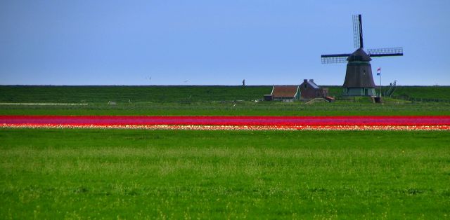 Zdjęcia: Amsterdam, człowiek w naturze, HOLANDIA Zdjęcia: Amsterdam, człowiek w naturze, HOLANDIA