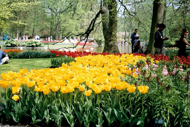 Zdjęcia: Keukenhof , Lisse, W kwiatowym odrodzie, HOLANDIA Zdjęcia: Keukenhof , Lisse, W kwiatowym odrodzie, HOLANDIA