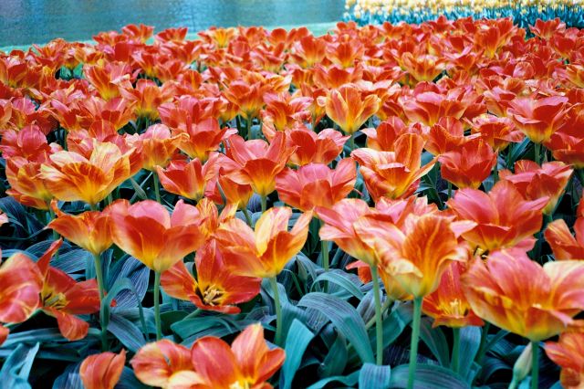 Zdjęcia: Keukenhof , Lisse, Tulipanowy dywan, HOLANDIA Zdjęcia: Keukenhof , Lisse, Tulipanowy dywan, HOLANDIA
