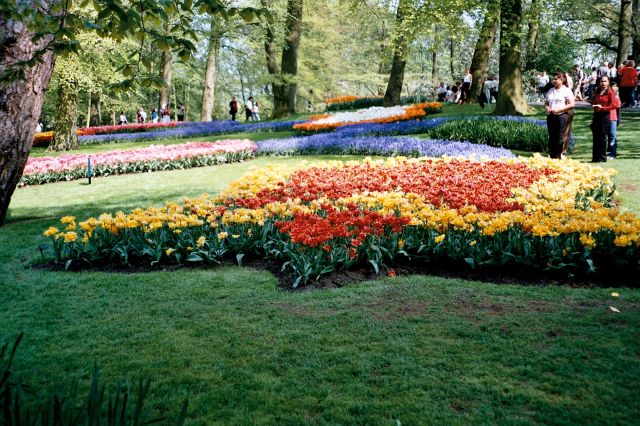 Zdjęcia: Keukenhof , Lisse, klombik, HOLANDIA Zdjęcia: Keukenhof , Lisse, klombik, HOLANDIA