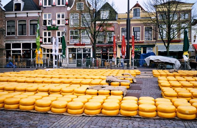 Zdjęcia: Alkmaar, Holandia Północna, Targi serowarskie, HOLANDIA Zdjęcia: Alkmaar, Holandia Północna, Targi serowarskie, HOLANDIA