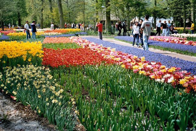 Zdjęcia: Keukenhof , Holandia Północna, dywanik 2, HOLANDIA Zdjęcia: Keukenhof , Holandia Północna, dywanik 2, HOLANDIA