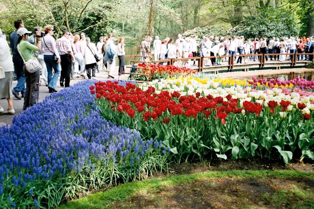 Zdjęcia: Keukenhof , Holandia Północna, W kolejce do piękna, HOLANDIA Zdjęcia: Keukenhof , Holandia Północna, W kolejce do piękna, HOLANDIA