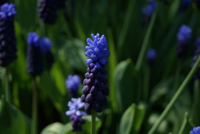 Zdjęcia: Keukenhof, Zuid holland, Przyroda - wiosenne kwiaty, HOLANDIA Zdjęcia: Keukenhof, Zuid holland, Przyroda - wiosenne kwiaty, HOLANDIA