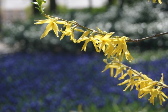 Zdjęcia: Keukenhof, zuid holland, Przyroda - wiosenne kwiaty, HOLANDIA Zdjęcia: Keukenhof, zuid holland, Przyroda - wiosenne kwiaty, HOLANDIA