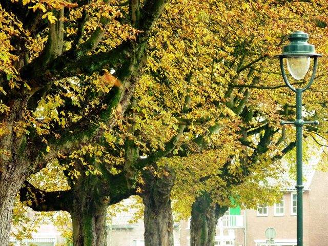 Zdjęcia: Hengelo, Overijssel, Barwy jesieni (2), HOLANDIA Zdjęcia: Hengelo, Overijssel, Barwy jesieni (2), HOLANDIA