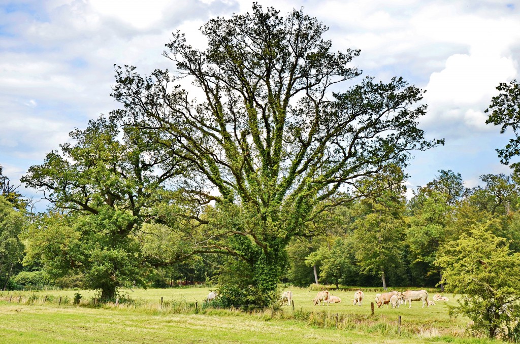 Zdjęcia: Delden, Overijssel, Drzewko, HOLANDIA Zdjęcia: Delden, Overijssel, Drzewko, HOLANDIA