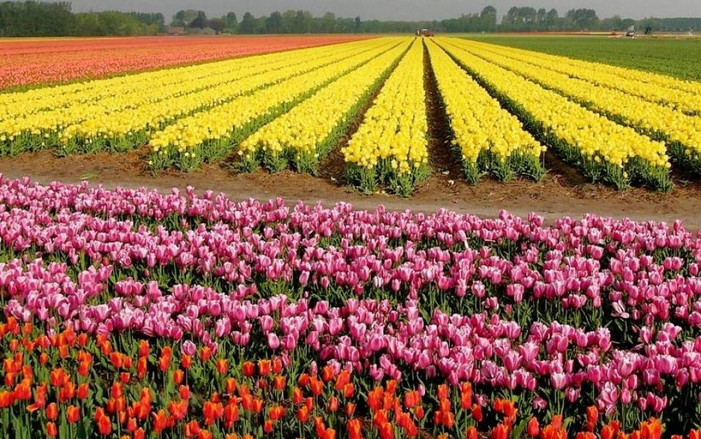 Zdjęcia: Keunken Hof, Lisse, Pachnace kolory, HOLANDIA Zdjęcia: Keunken Hof, Lisse, Pachnace kolory, HOLANDIA