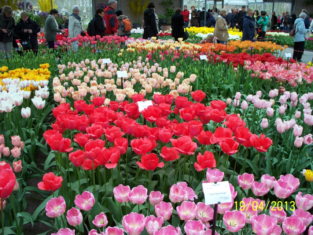 Zdjęcia: Pawilon Willem Alexander Keukenhof, Tulipany w rozkwicie, HOLANDIA Zdjęcia: Pawilon Willem Alexander Keukenhof, Tulipany w rozkwicie, HOLANDIA