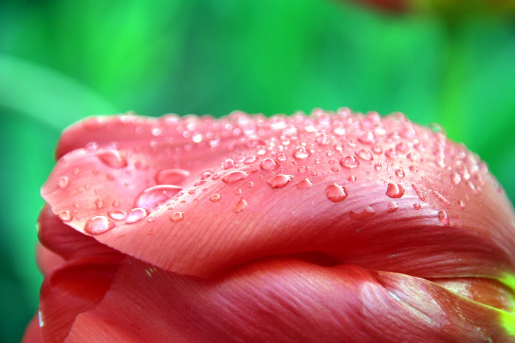 Zdjęcia: Lisse, Lisse, Red tulip's beauty, HOLANDIA Zdjęcia: Lisse, Lisse, Red tulip's beauty, HOLANDIA
