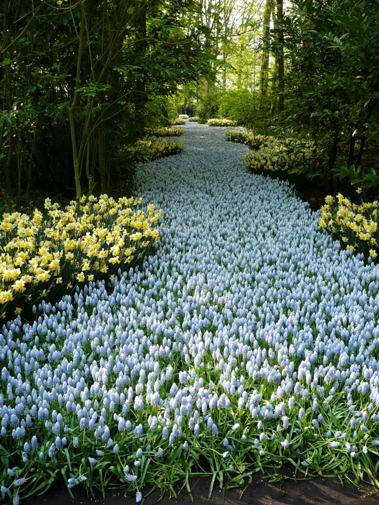 Zdjęcia: Keukenhof Garden, Keukenhof, Flowers river, HOLANDIA Zdjęcia: Keukenhof Garden, Keukenhof, Flowers river, HOLANDIA