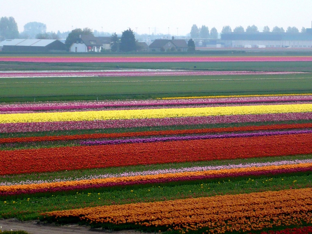 Zdjęcia: Lisse, Lisse, Kwiatowe pola, HOLANDIA Zdjęcia: Lisse, Lisse, Kwiatowe pola, HOLANDIA