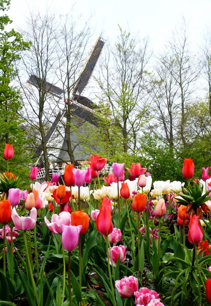 Zdjęcia: Keukenhof, Lisse, Keukenhof beauty, HOLANDIA Zdjęcia: Keukenhof, Lisse, Keukenhof beauty, HOLANDIA