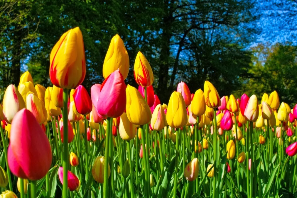 Zdjęcia: Keukenhof, Lisse, Tulipanki, HOLANDIA Zdjęcia: Keukenhof, Lisse, Tulipanki, HOLANDIA