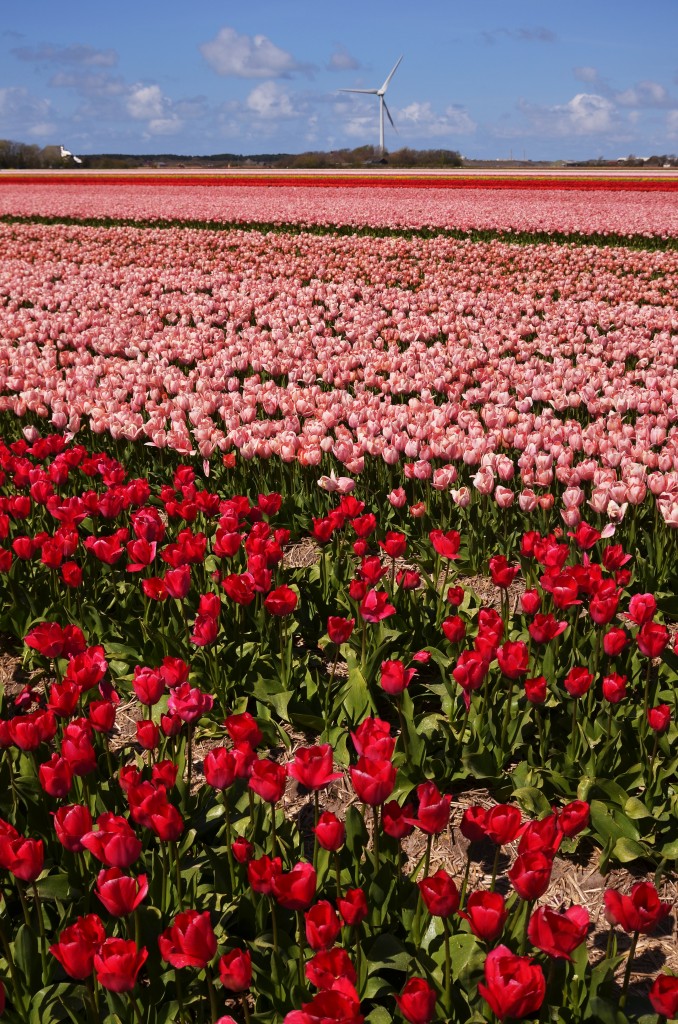 Zdjęcia: Callantsoog, Północna Holandia, Tulipanowe pole, HOLANDIA Zdjęcia: Callantsoog, Północna Holandia, Tulipanowe pole, HOLANDIA