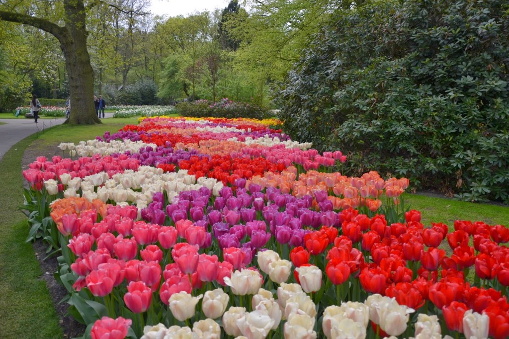 Zdjęcia: Keukenhof, Holandia Południowa, Ogród Keukenhof, HOLANDIA Zdjęcia: Keukenhof, Holandia Południowa, Ogród Keukenhof, HOLANDIA