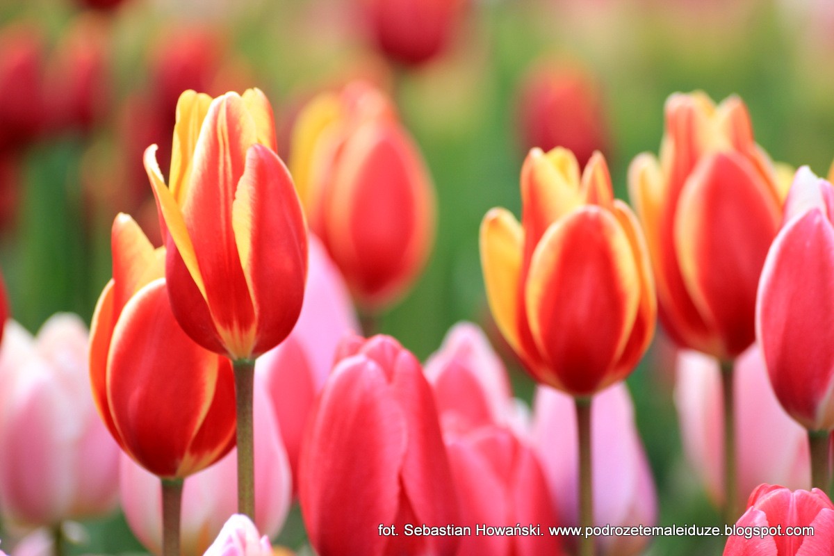 Zdjęcia: Keukenhof, Lisse, Tulipany, HOLANDIA Zdjęcia: Keukenhof, Lisse, Tulipany, HOLANDIA