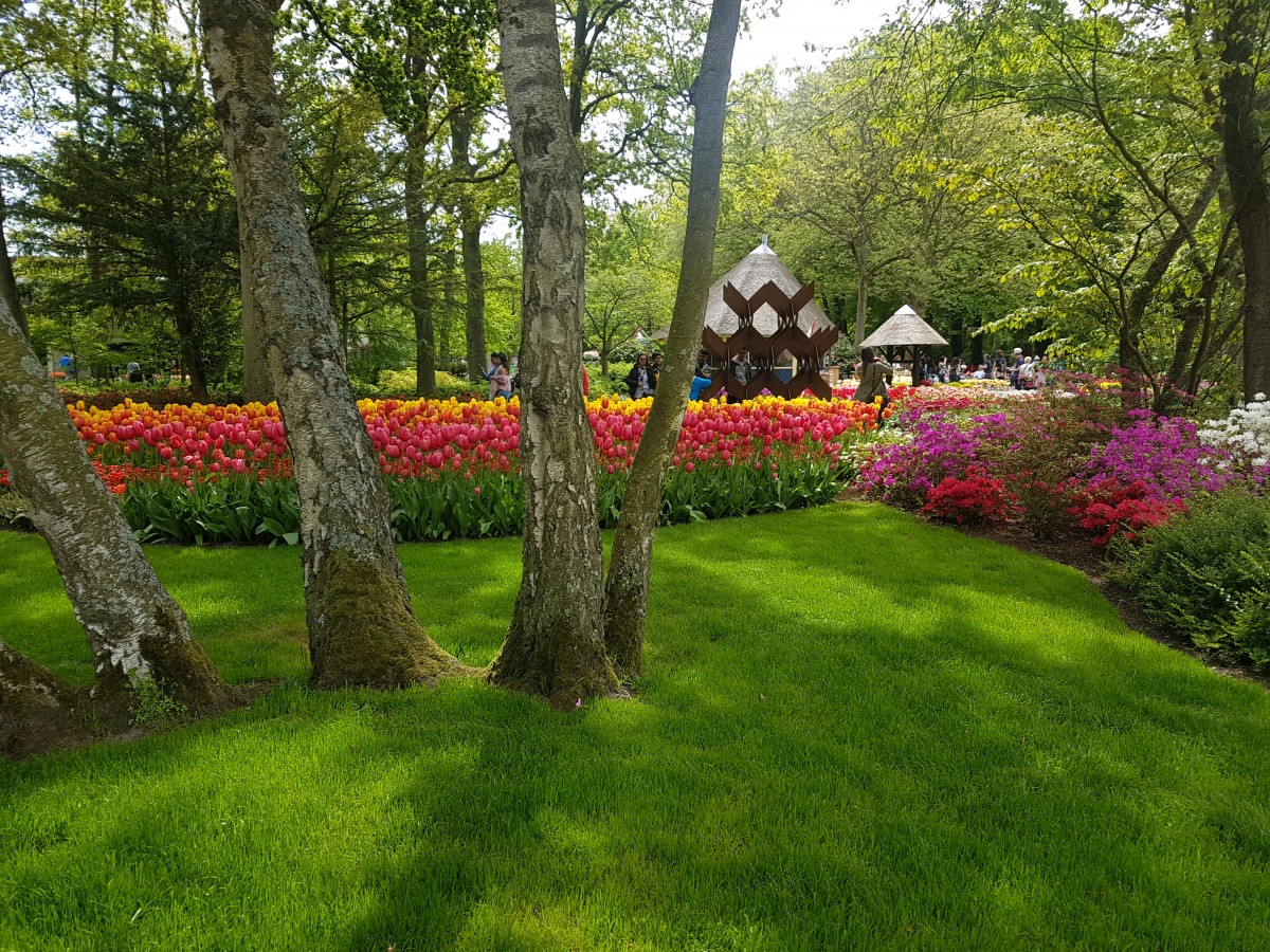 Zdjęcia: keukenhof , Lisse, Zielono, HOLANDIA Zdjęcia: keukenhof , Lisse, Zielono, HOLANDIA