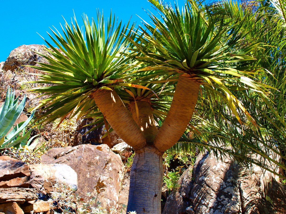 Zdjęcia: La Gomera, Wyspy Kanaryjskie, flora La Gomery 4, HISZPANIA Zdjęcia: La Gomera, Wyspy Kanaryjskie, flora La Gomery 4, HISZPANIA