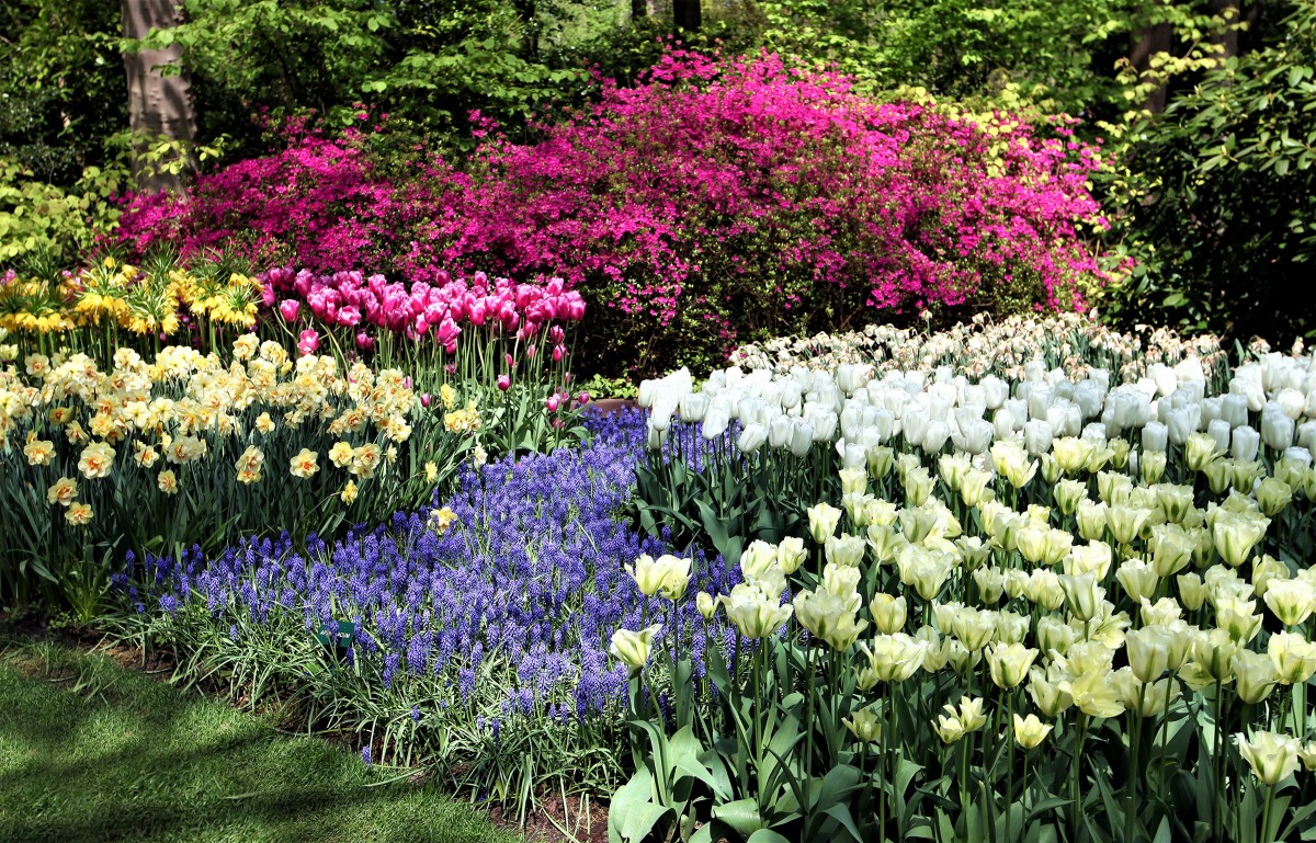Zdjęcia: Ogrody Keukenhof , Amsterdam, Wiosennie, HOLANDIA Zdjęcia: Ogrody Keukenhof , Amsterdam, Wiosennie, HOLANDIA
