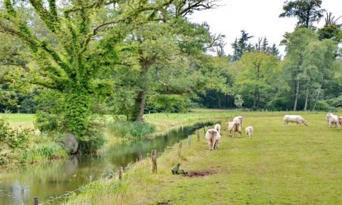 Zdjcie HOLANDIA / Overijssel / Delden / Kana i krowy