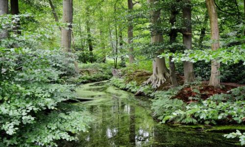 Zdjcie HOLANDIA / Overijssel / Delden / Lena ziele