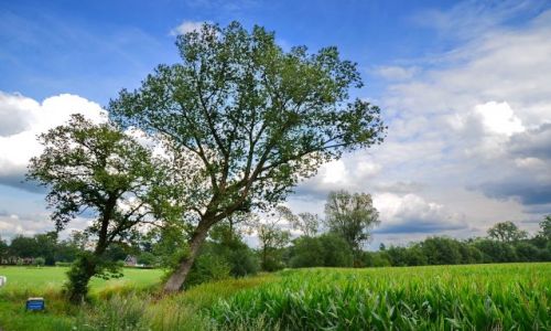 Zdjcie HOLANDIA / Overijssel / Losser / Pogodny dzie