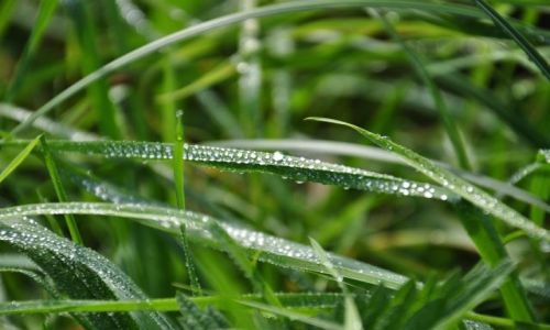 Zdjęcie HOLANDIA / Zuid Holland / Park Biesbosch / Poranna rosa